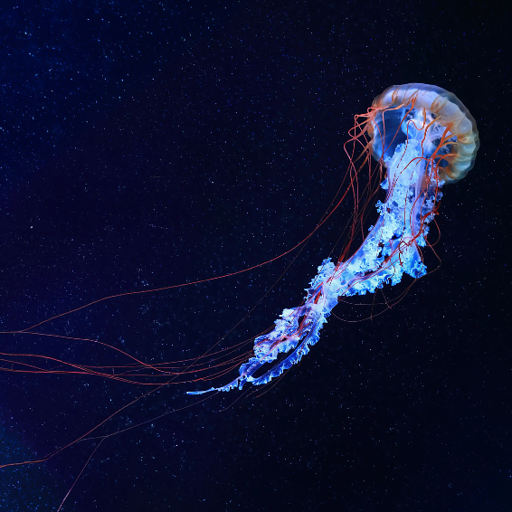 jellyfish-campaign