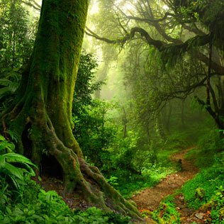 forest-greener-image-511593366-316x316