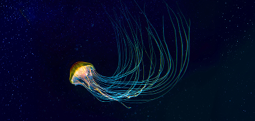 Jellyfish swimming